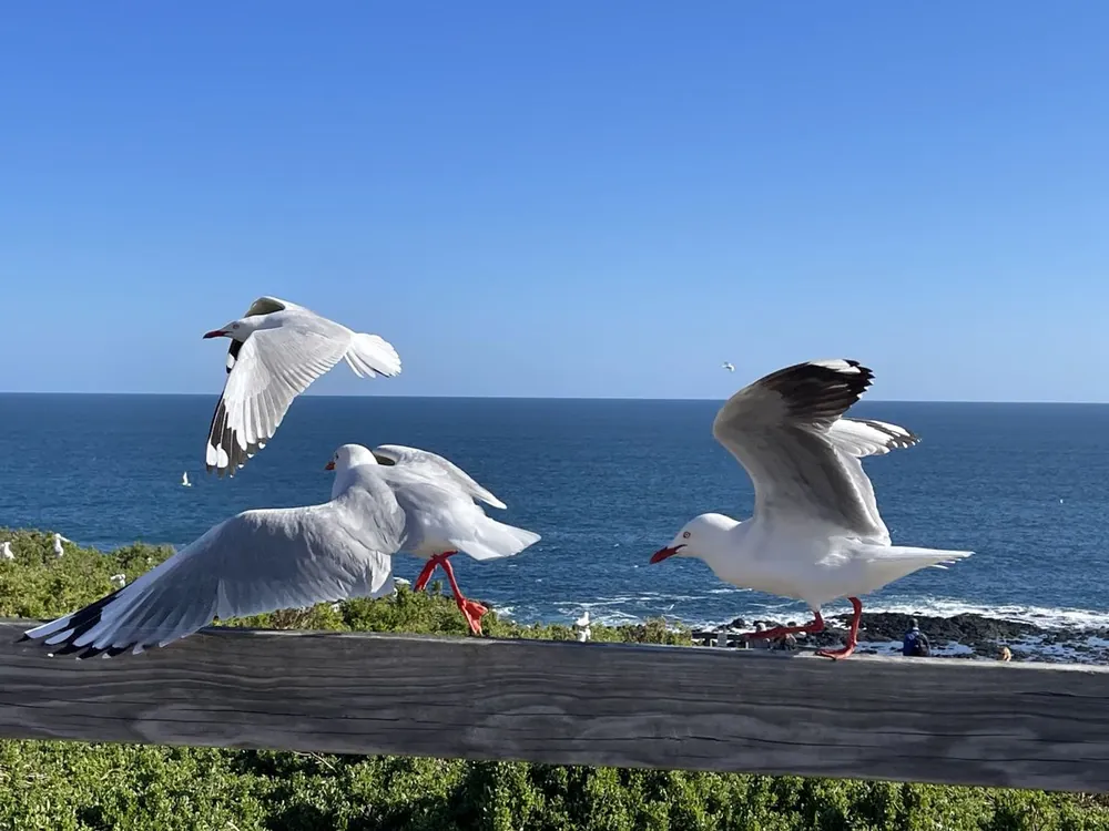 Three seagulls taking off from a wooden railing above the ocean